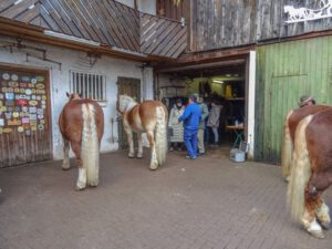 Fahrkurs_20190127 (8)