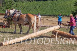 Fuhrmannstag_20190812 (32)