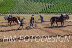 Fuhrmannstag_20190812 (49)