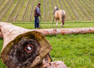 Holzrückekurs_2190406 (17)
