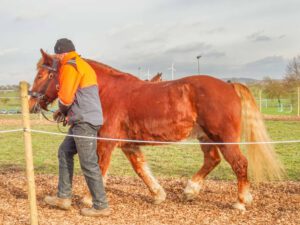 Pferdeprämierung_20190116 (10)