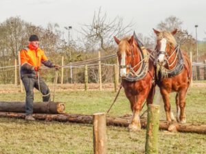 Pferdeprämierung_20190116 (15)