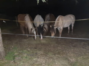 IMG-20210826-WA0002